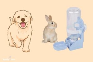 Can a Dog Drink from a Rabbit Water Bottle? Yes, Explain!