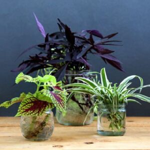 Which Plants Can Grow in Water Bottle