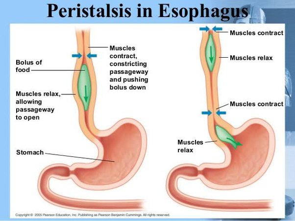 what does it mean when a dogs stomach makes noises