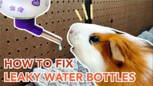 Why is My Hamster Water Bottle Leaking? Damaged Seal!
