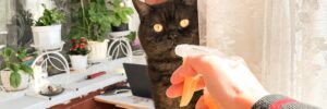 Do Spray Bottles Work on Cats