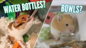 Do Hamsters Need a Water Bottle