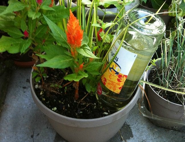Diy Plant Water Bottle