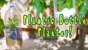 How to Make a Planter Out of a Water Bottle