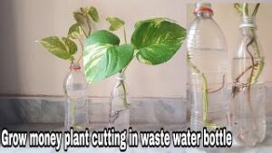 How to Plant Money Plant in Water Bottle