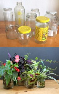 How to Plant in Water Bottle