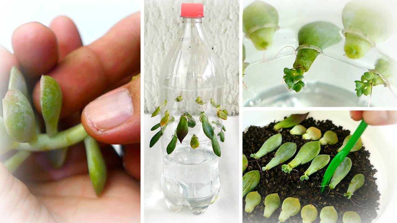 How to Propagate Succulents in Water Bottle