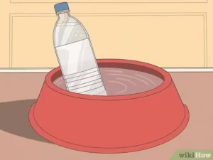 How to Stop Pet Water Bottle from Freezing