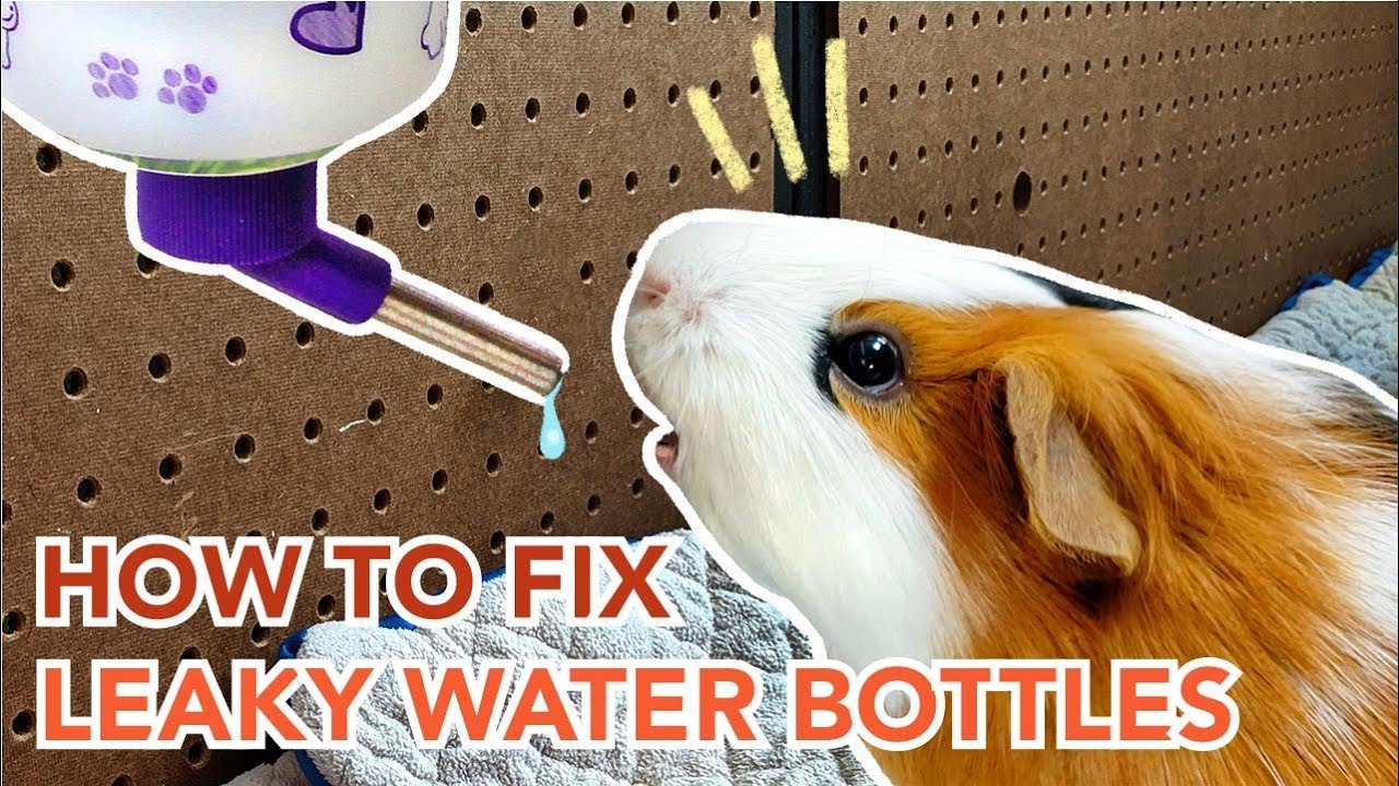 How to Stop a Pet Water Bottle from Leaking