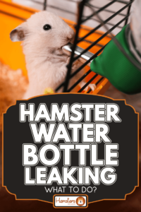 How to Stop a Rat Water Bottle from Leaking