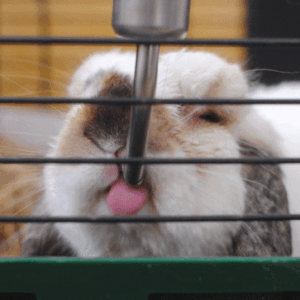 How to Teach a Rabbit to Drink from Water Bottle