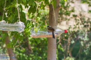 How to Make a Hummingbird Feeder from a Water Bottle?