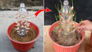 How to Grow Garlic in Water Bottle