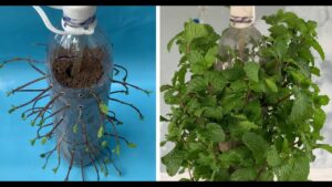 How to Grow Mint in Water Bottle