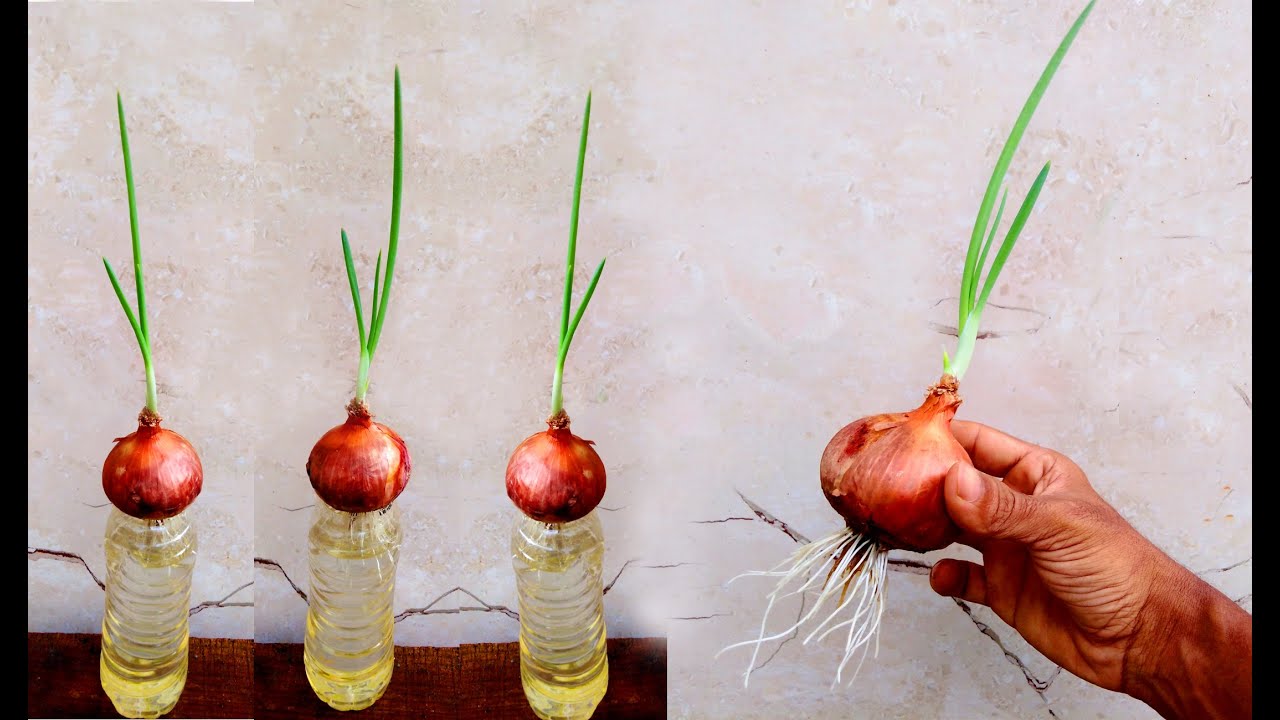 How to Grow Onion in Water Bottle 12982