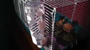 How to Hang a Rabbit Water Bottle