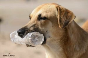 Water Bottle Diy Dog Toys: Step By Step Guide!